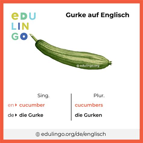 gurke englisch